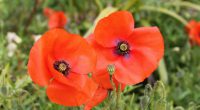   Remembrance Day is on Friday, November 11th, 2022.  There will be no school on this day.  We will be having our Remembrance Day Assembly on Thursday, November 10th, 2022 […]